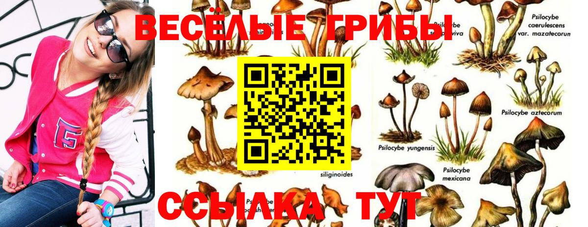 Тулун  наркота  Псилоцибиновые грибы Cubensis  Вход с VPN  Псилоцибиновые грибы Cubensis 